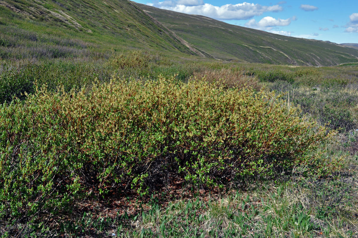 Image of genus Salix specimen.