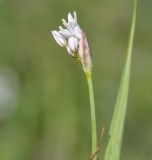 Allium trifoliatum