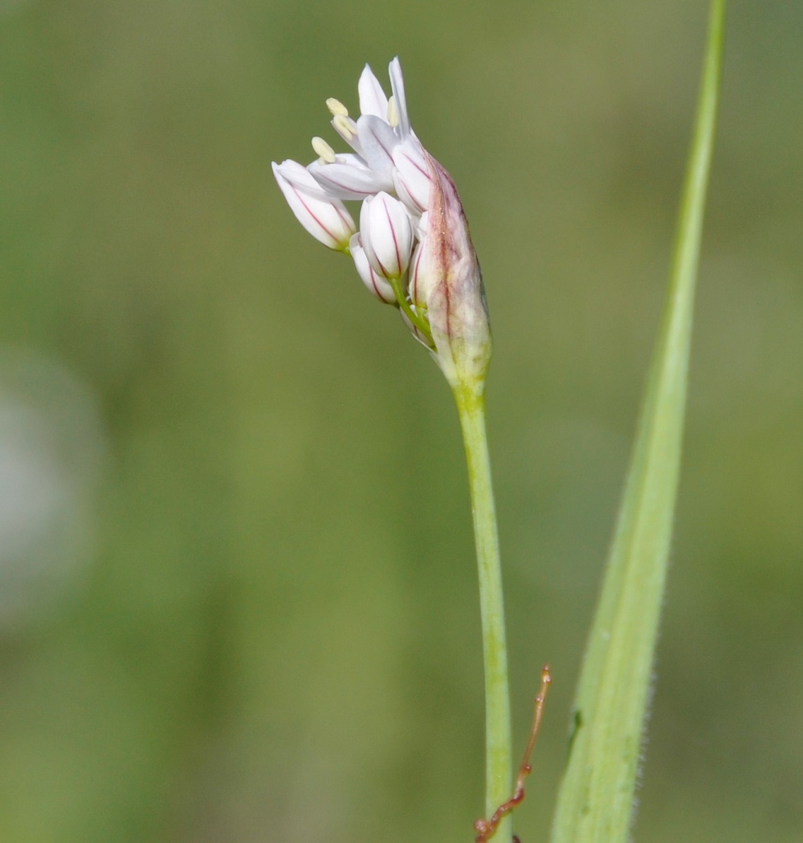 Image of Allium trifoliatum specimen.