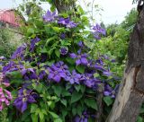 Clematis &times; jackmanii