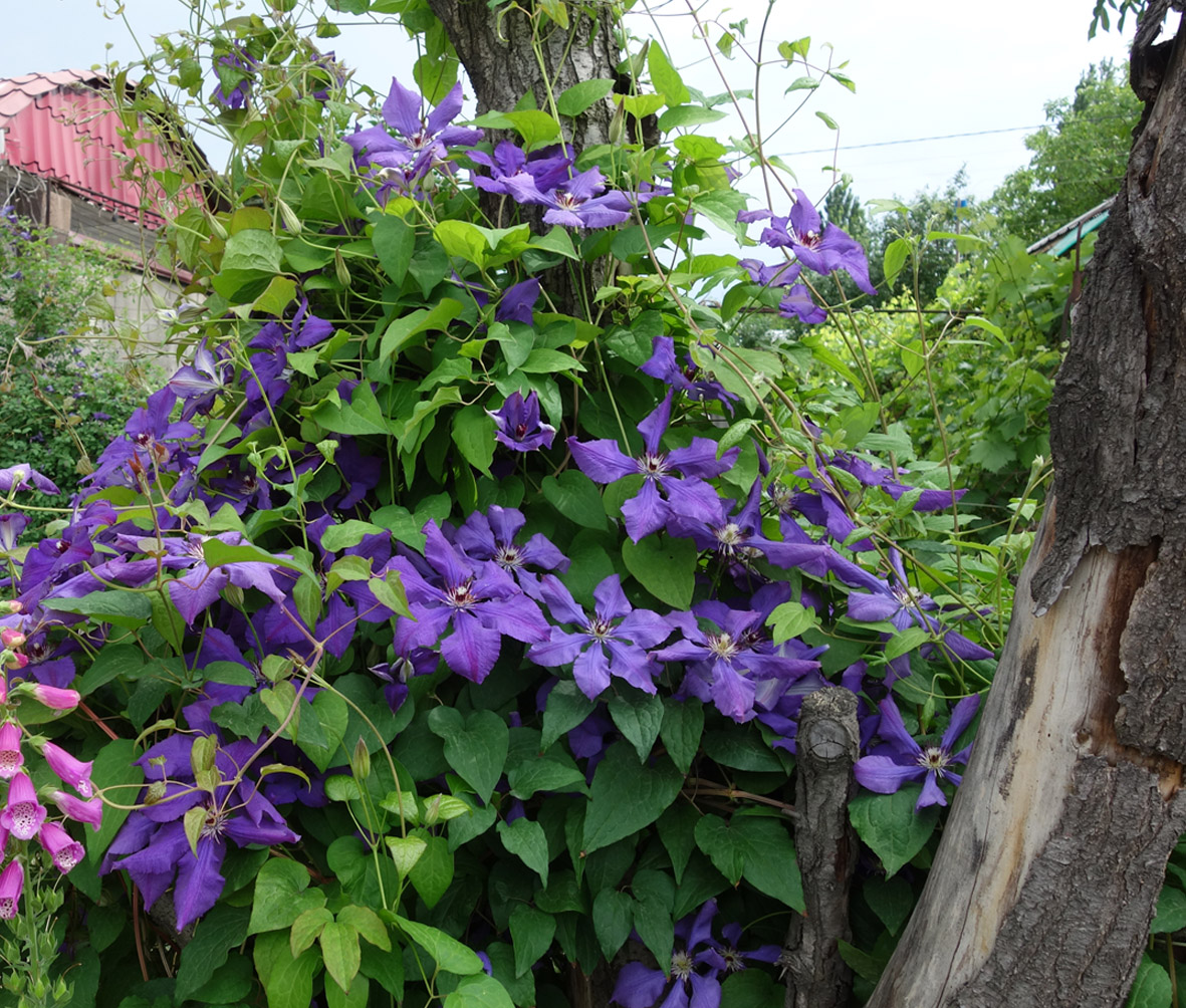 Image of Clematis &times; jackmanii specimen.