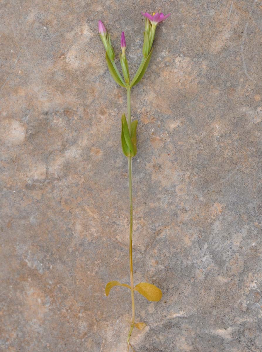 Image of Centaurium pulchellum specimen.