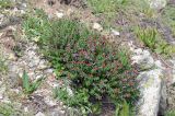 Rhodiola coccinea