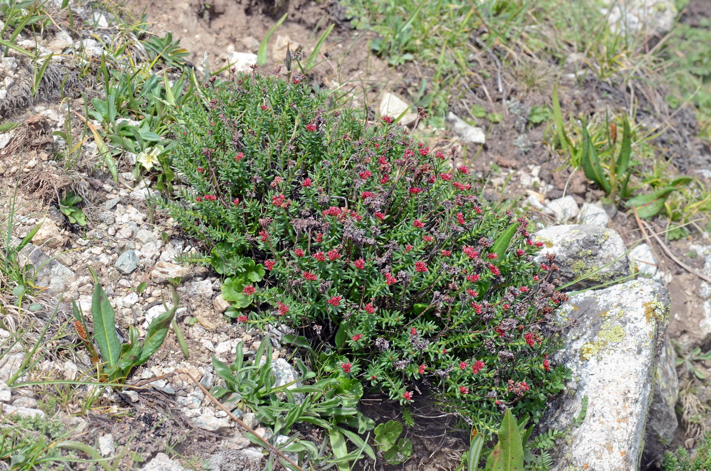 Изображение особи Rhodiola coccinea.