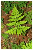 Dryopteris expansa. Вайя. Республика Татарстан, Волжско-Камский заповедник. 09.07.2010.