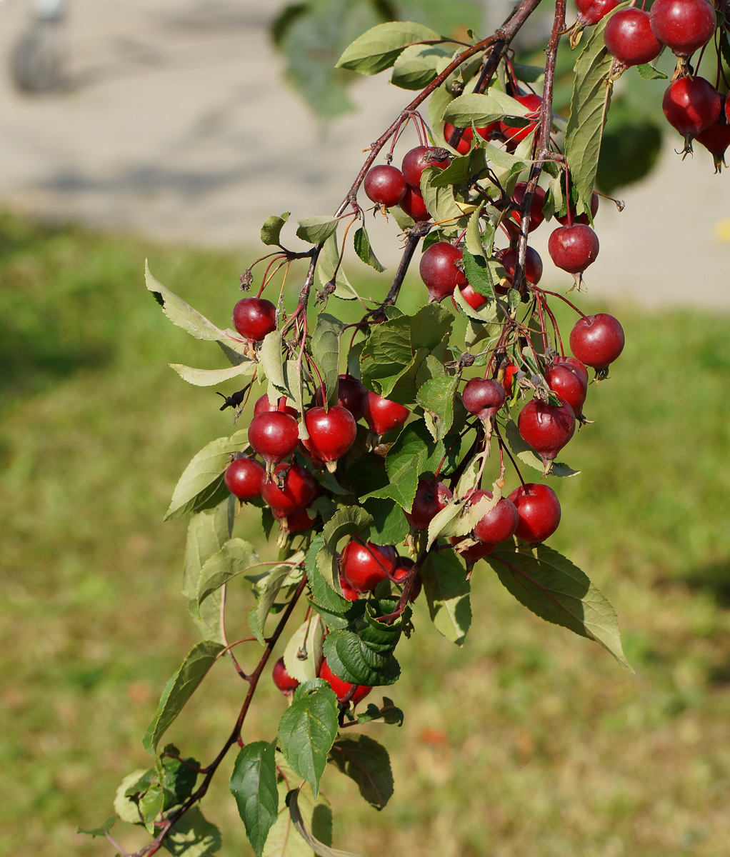 Image of Malus × purpurea specimen.