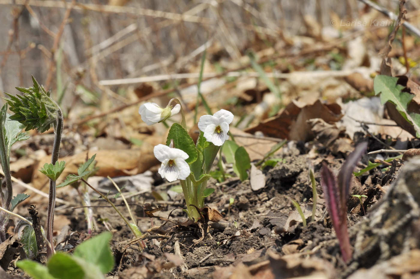 Изображение особи Viola pacifica.