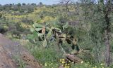 Opuntia ficus-indica