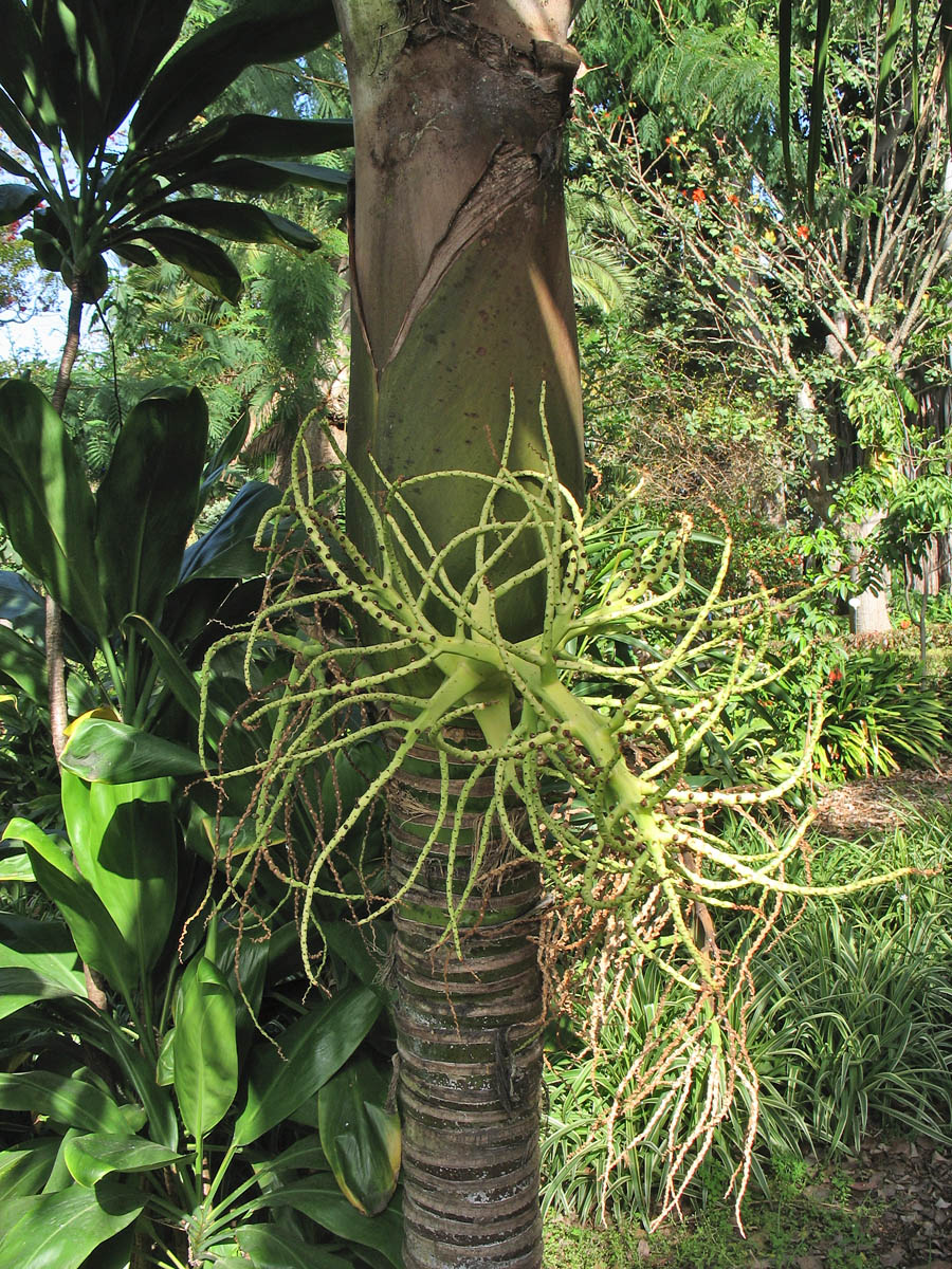 Image of Rhopalostylis baueri specimen.