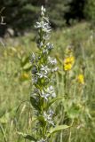 Swertia iberica