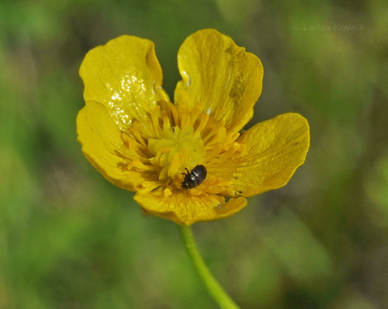 Изображение особи Ranunculus japonicus.