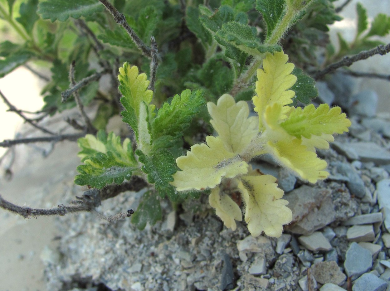 Image of Teucrium chamaedrys specimen.