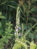 Veronica teucrium. Расцветающие соцветия. Калужская обл., Боровский р-н, окр. дер. Чёлохово, высота 200 м н.у.м, край елового леса (Picea abies) на восточном берегу Чёлоховского пруда. 23 июня 2020 г.