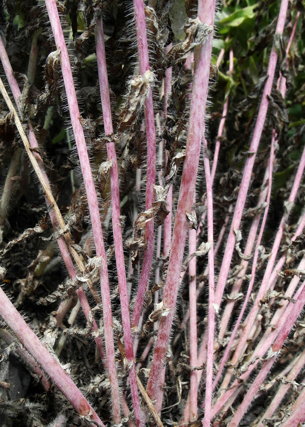 Image of Hieracium virosum specimen.