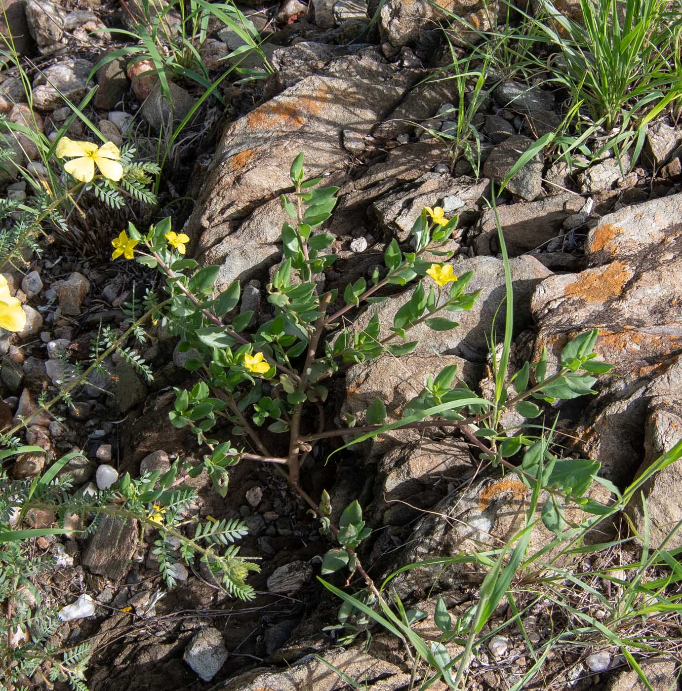 Image of Talinum caffrum specimen.