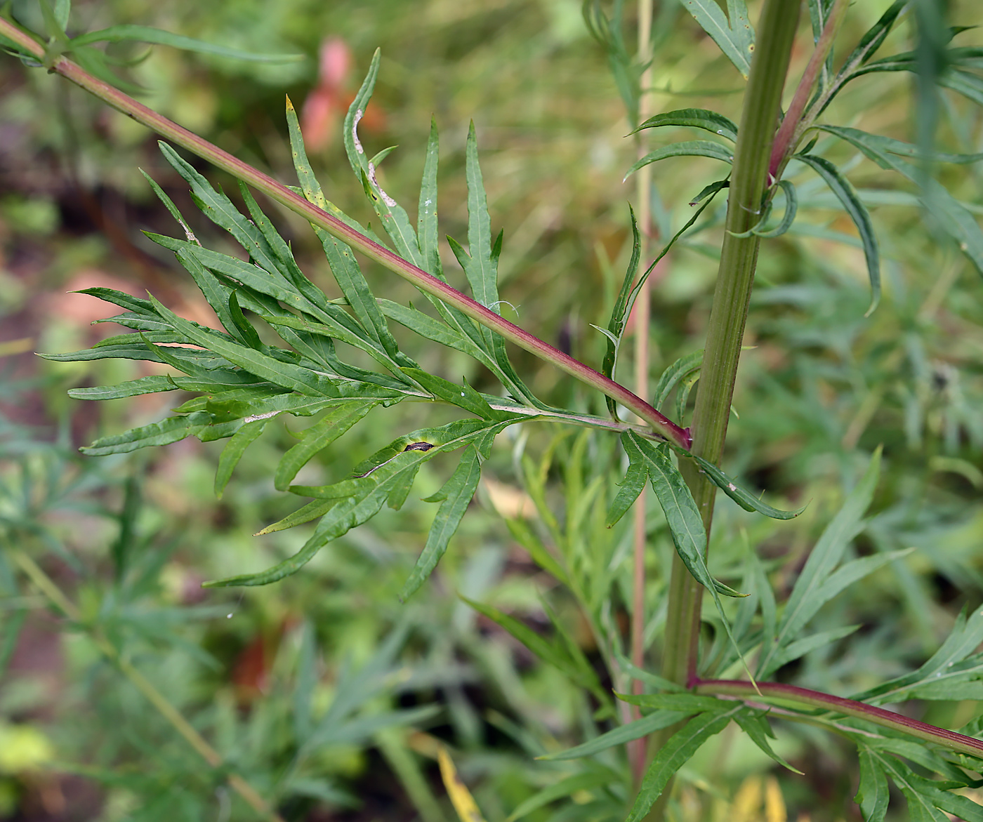 Image of Artemisia vulgaris specimen.