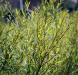 Salix purpurea. Верхушка веточки. Санкт-Петербург, Адмиралтейский р-н, остров Новая Голландия, в культуре. 08.09.2020.