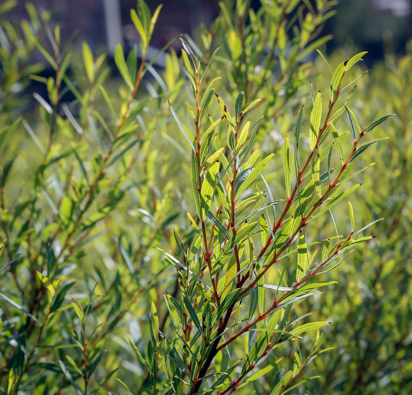 Изображение особи Salix purpurea.