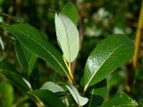 Salix phylicifolia