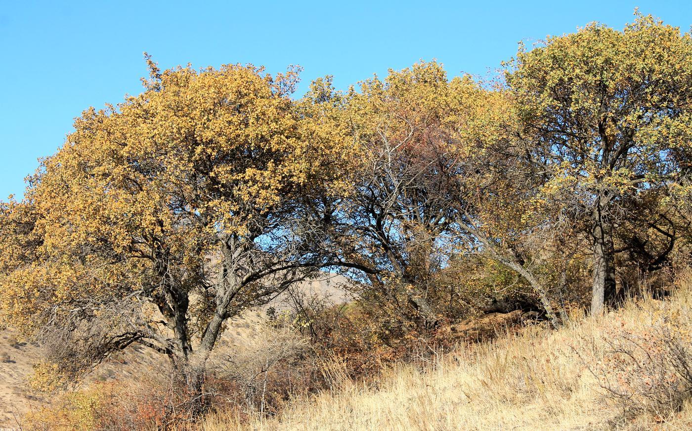 Image of Crataegus pontica specimen.