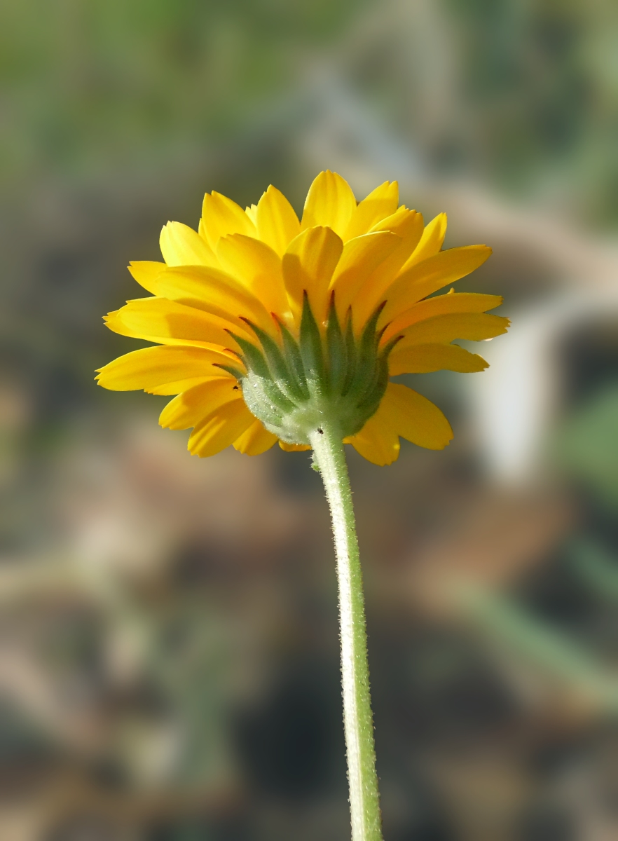 Image of Calendula officinalis specimen.