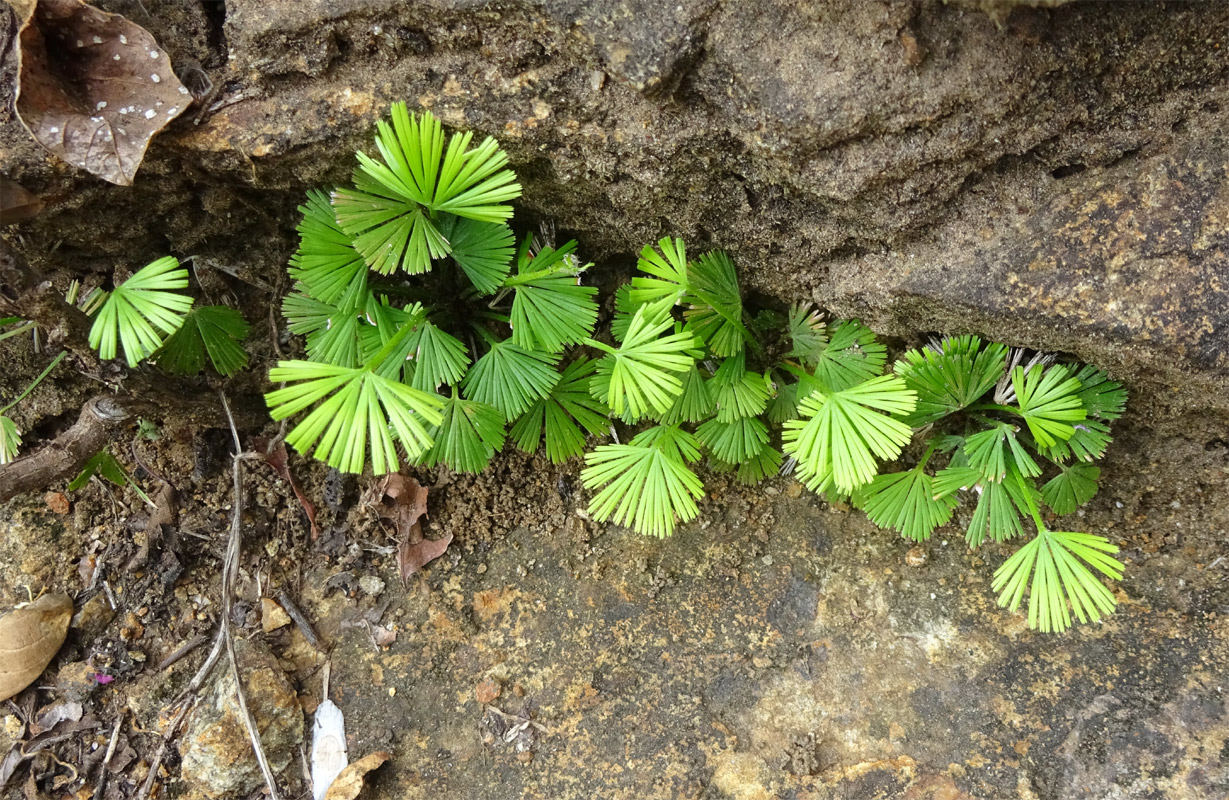 Изображение особи Actiniopteris radiata.