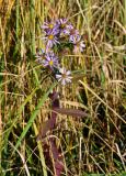 Symphyotrichum novi-belgii