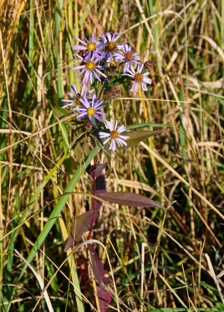 Изображение особи Symphyotrichum novi-belgii.