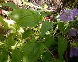 Campanula carpatica