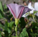 Convolvulus arvensis. Цветок. Тульская обл., Плавский р-н, окр. пос. Молочные Дворы, пашня. 05.06.2019.