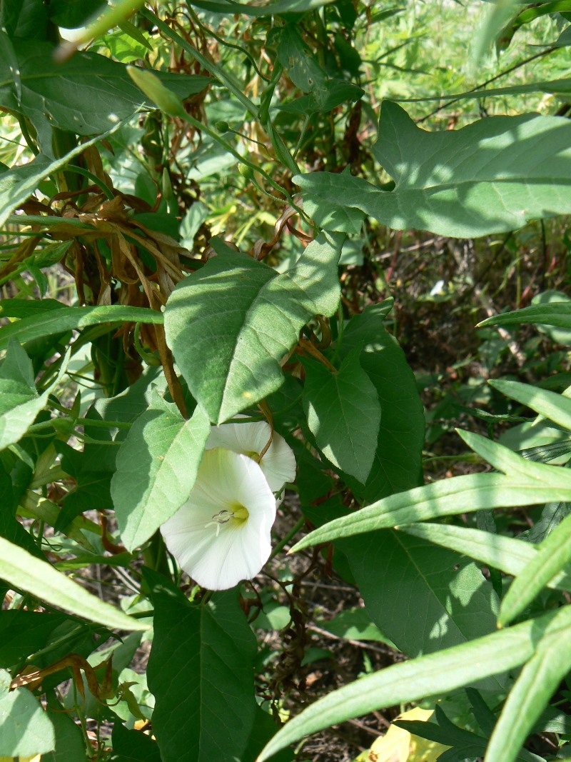 Image of Convolvulus arvensis specimen.