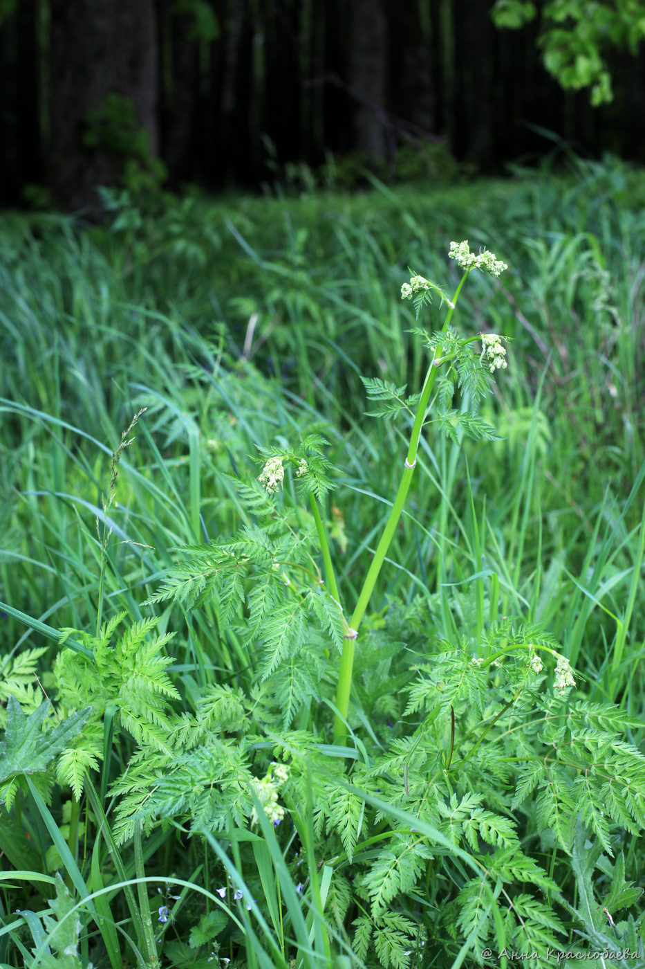 Изображение особи Anthriscus sylvestris.