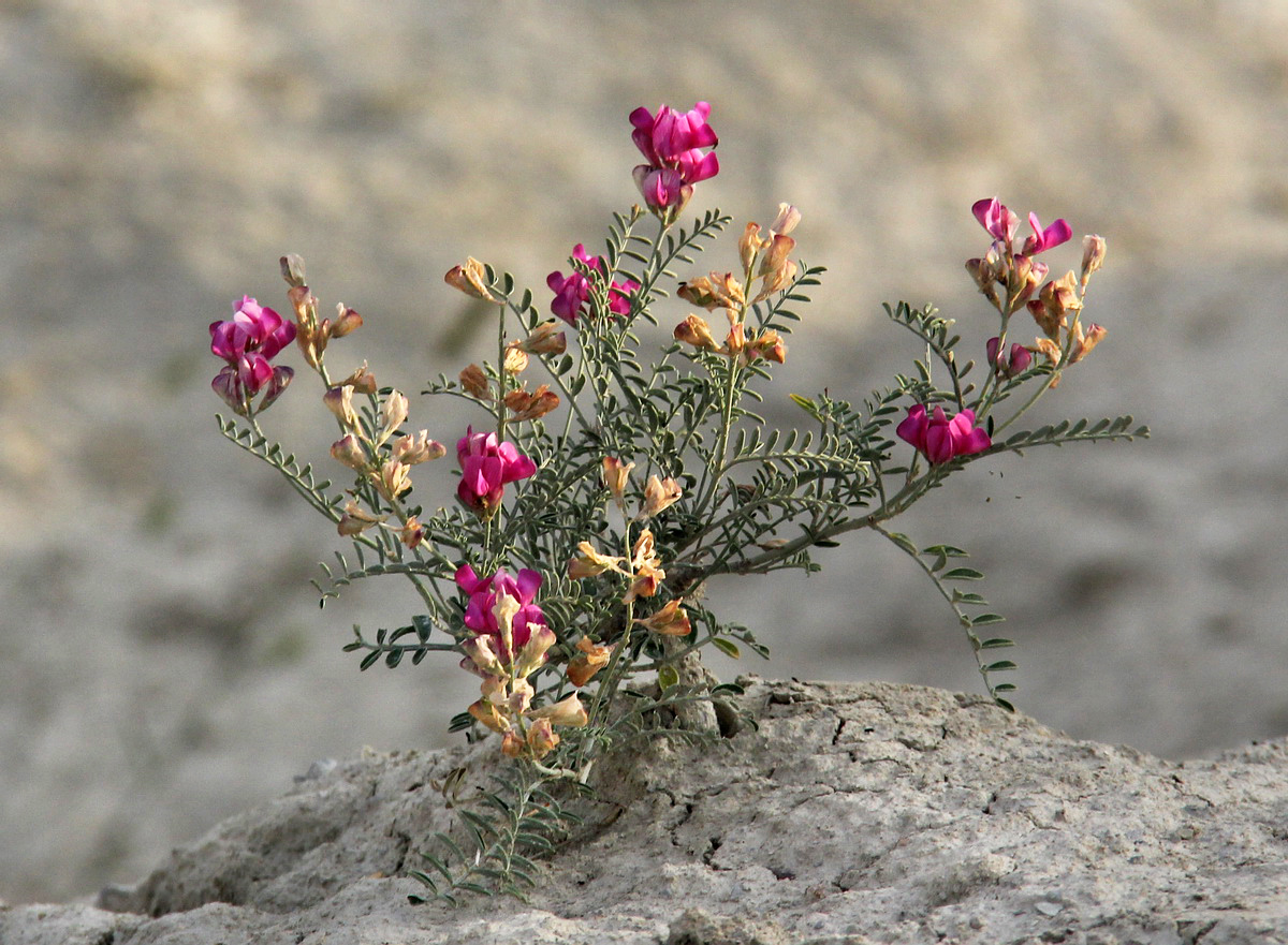 Image of Hedysarum tauricum specimen.