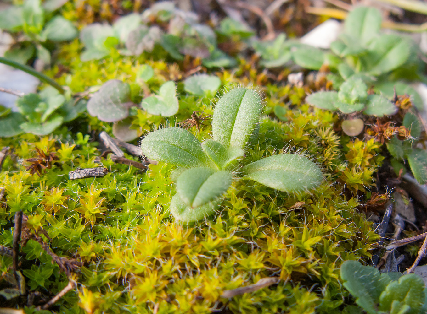 Изображение особи Cerastium brachypetalum ssp. tauricum.