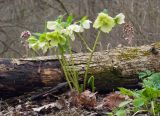 Helleborus caucasicus. Цветущее растение. Краснодарский край, Крымский р-н, окр. станицы Неберджаевская, ур. Темрючки, дубово-грабовый лес. 13.04.2021.