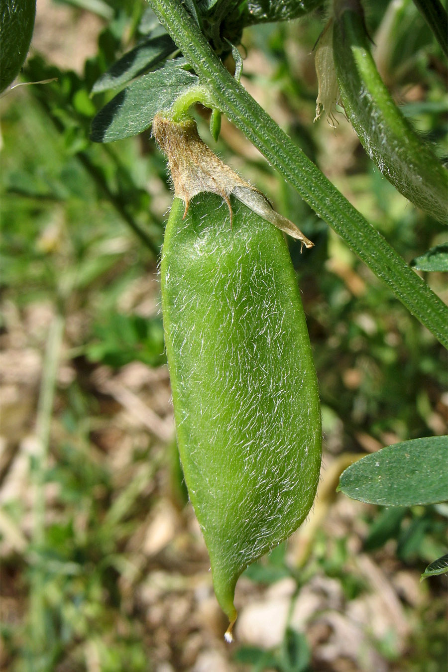 Image of Vicia hybrida specimen.