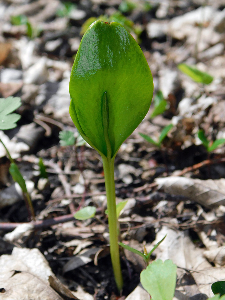 Image of Ophioglossum vulgatum specimen.