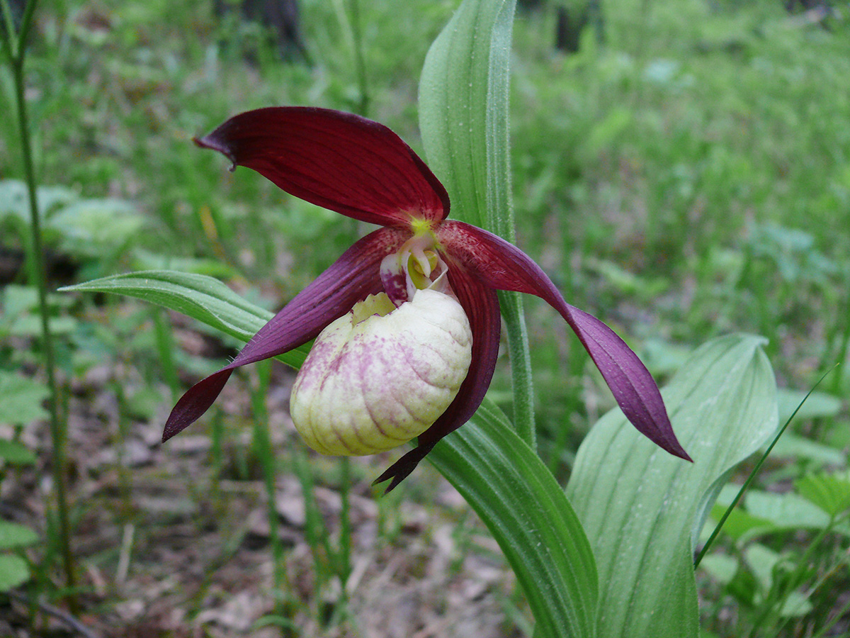 Image of Cypripedium &times; ventricosum specimen.