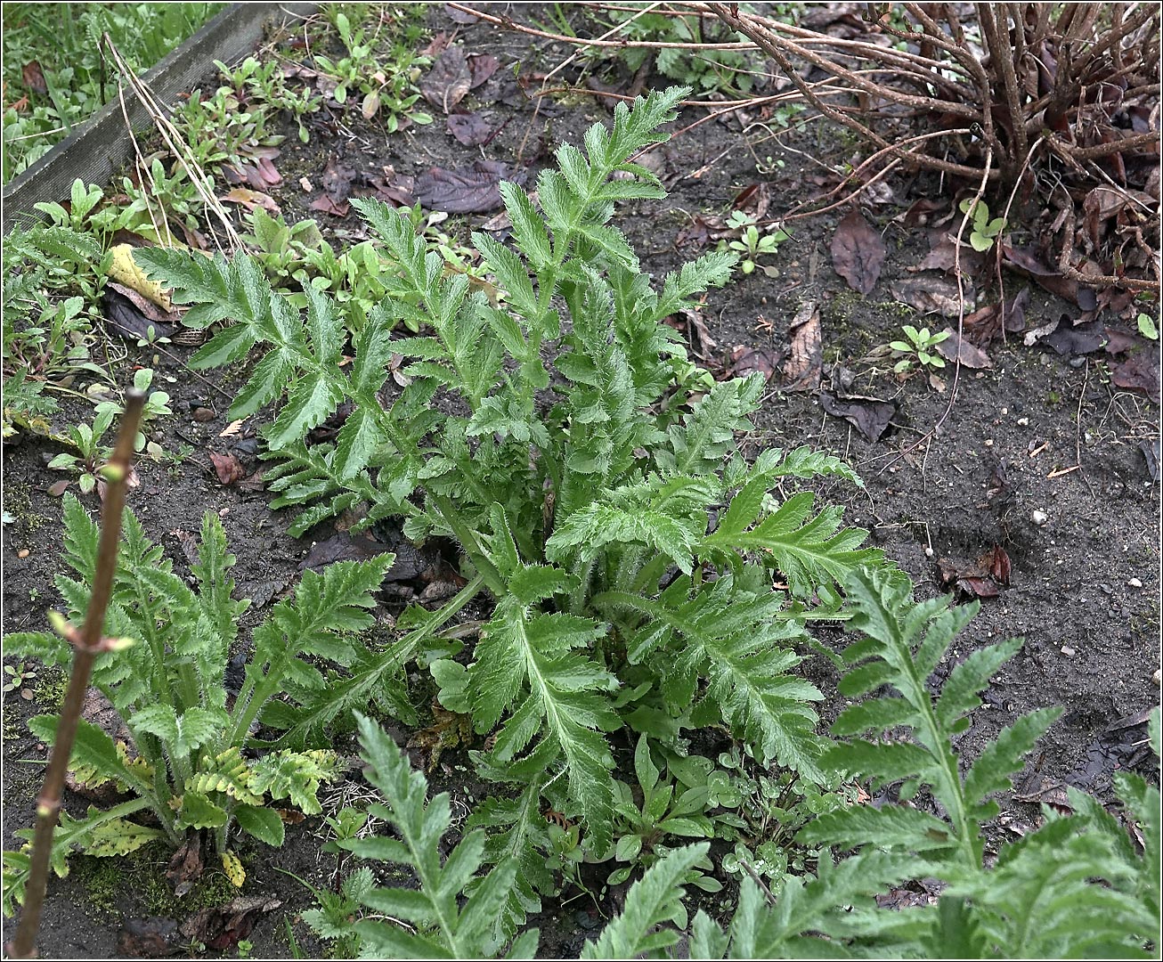 Изображение особи Papaver setiferum.