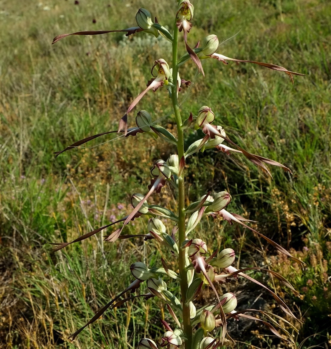 Image of Himantoglossum caprinum specimen.