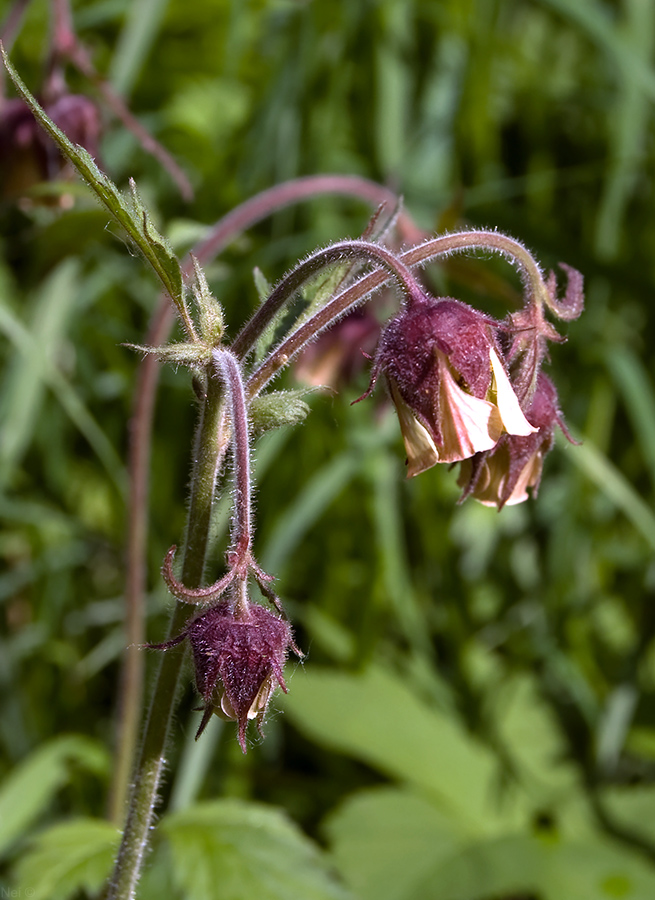 Image of Geum rivale specimen.