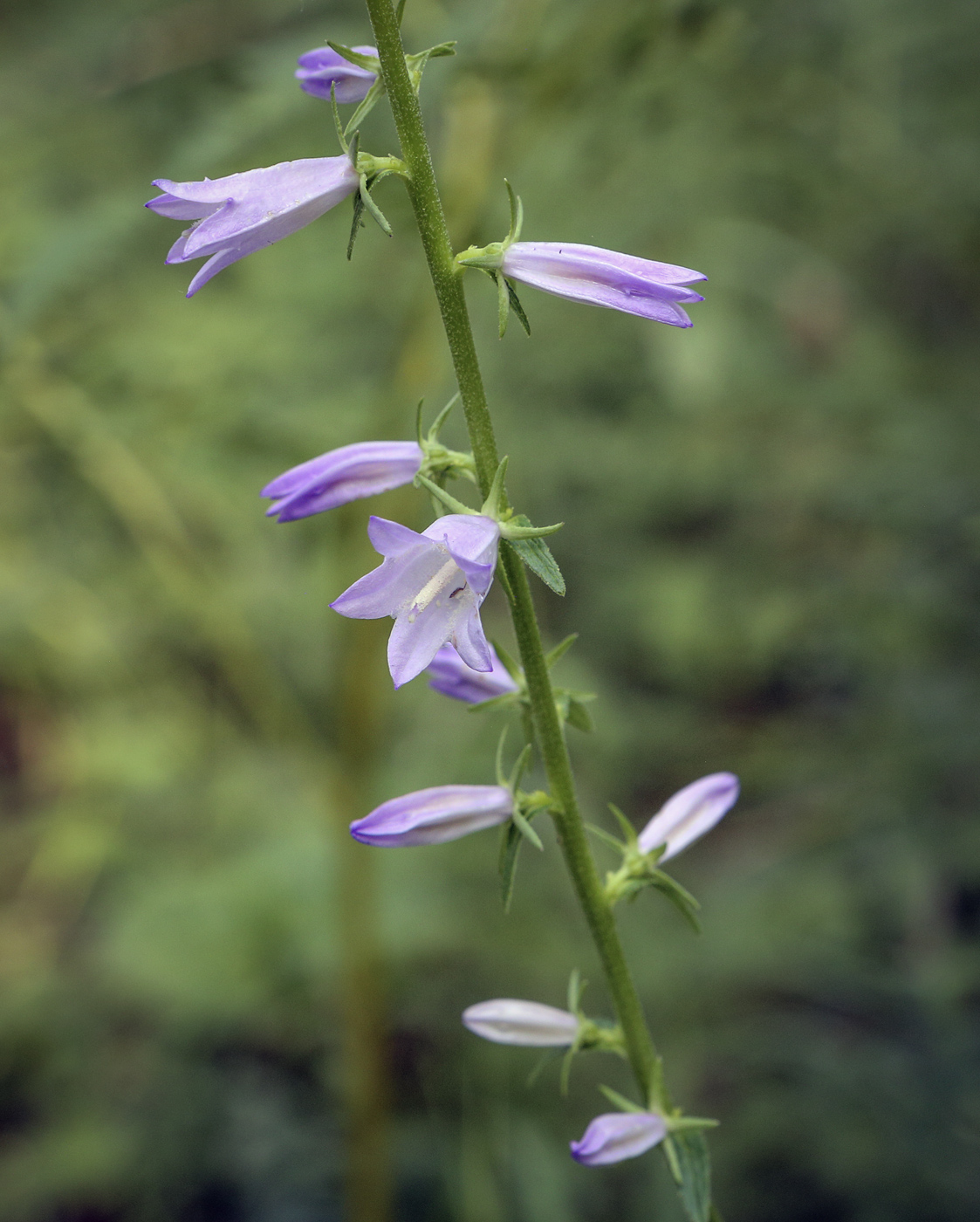 Изображение особи Campanula bononiensis.