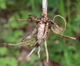 Dactylorhiza saccifera. Корнеклубни и корневая система извлечённого из земли растения. Северная Осетия, Алагирский р-н, Цейское ущелье, смешанный лес, у дороги. 30 июня 2021 г.