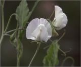 Lathyrus odoratus