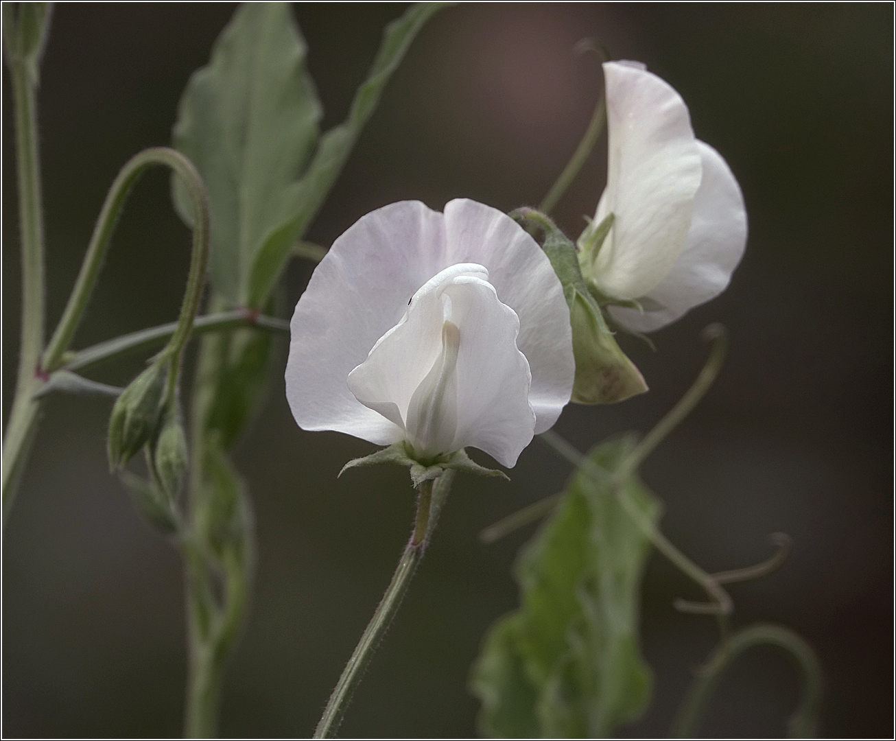 Изображение особи Lathyrus odoratus.