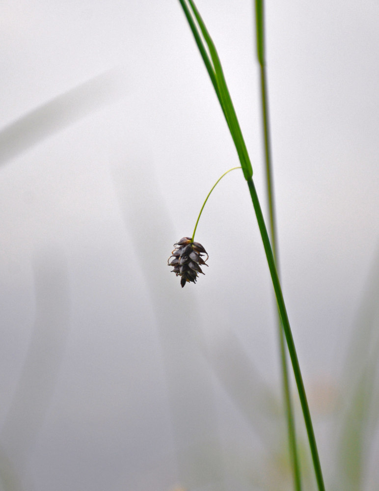 Изображение особи Carex saxatilis.