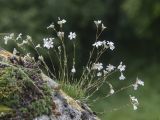 Gypsophila tenuifolia