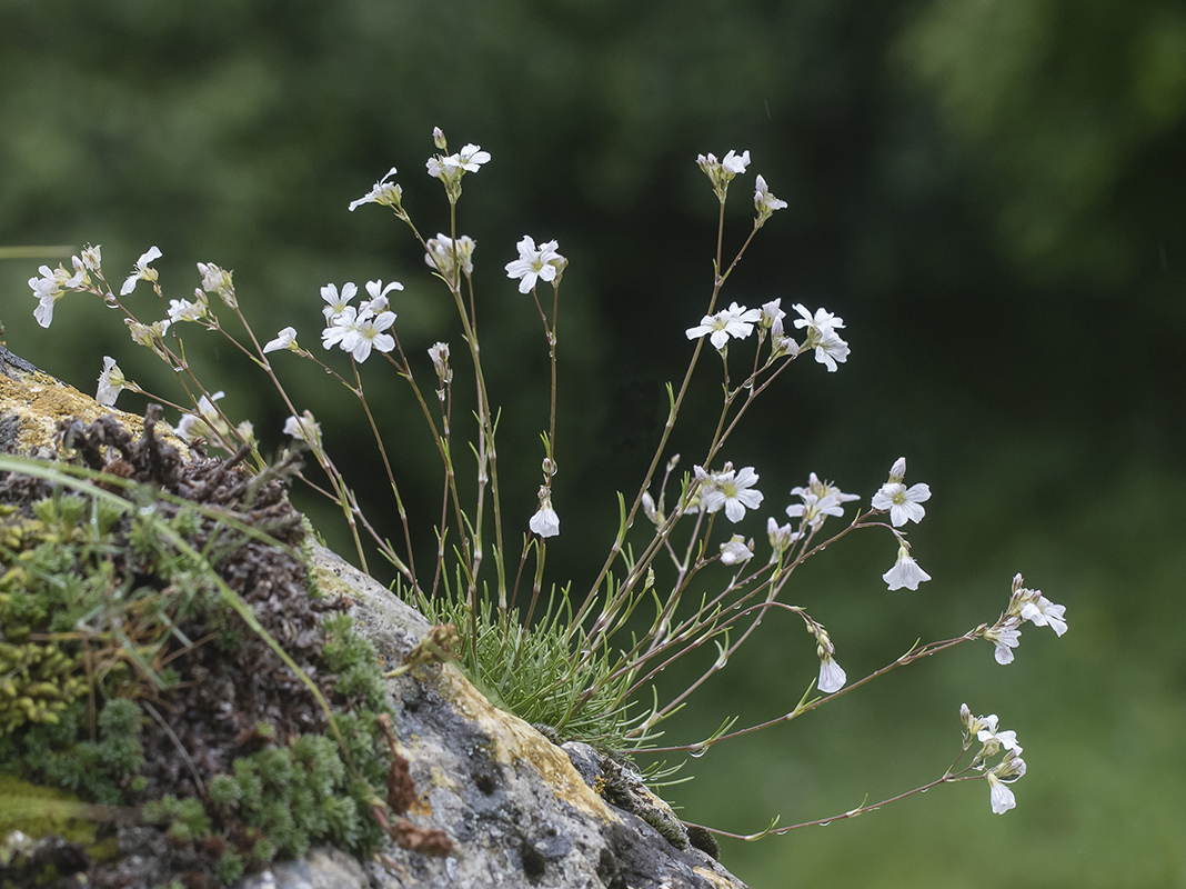 Изображение особи Gypsophila tenuifolia.