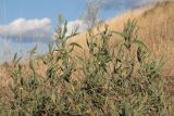 Atriplex oblongifolia