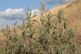 Atriplex oblongifolia